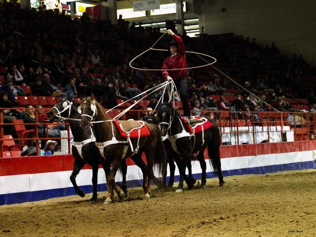 4 Horse Roman Riding