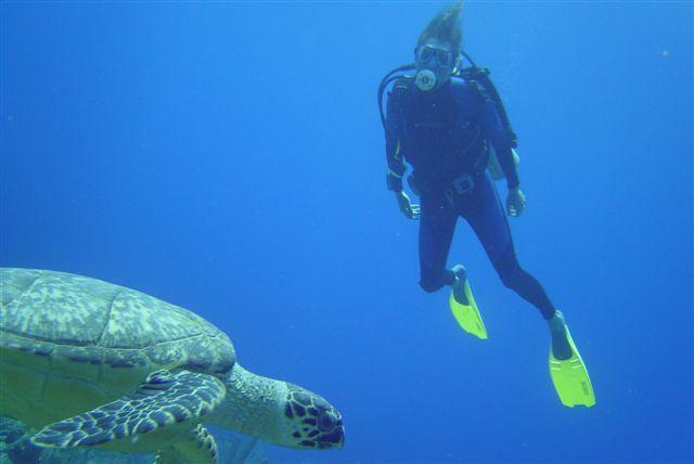 Scuba diving with Turtle